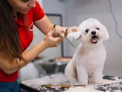 Profitable Pet Product Online Retail and Offline Grooming Business