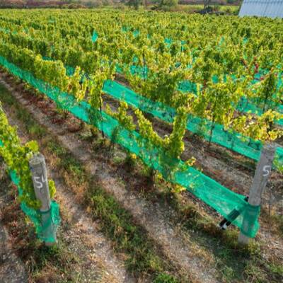 Vineyard for Sale in Prince Edward County