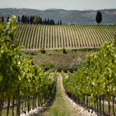 Exceptional Winery with Loyal Customer Base For Sale in the Okanagan Valley, BC