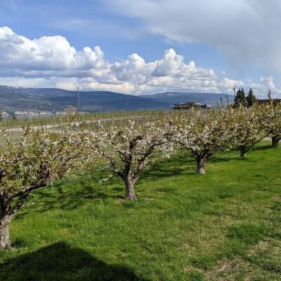 Exceptional Winery with Loyal Customer Base For Sale in Okanagan Valley, BC