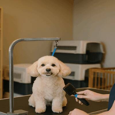 Well Established Pet Grooming Salon and Daycare